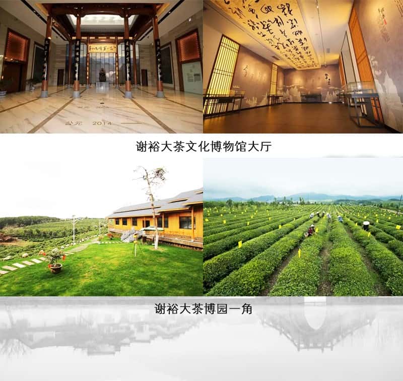 覆膜铁白罐小罐茶应用之谢裕大